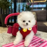 Kar Tanesi Güzelliğinde Secereli Beyaz Micro Pomeranian