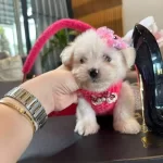 Beyaz Zarafet Secereli Micro Boy Maltese Terrier Yavrusu