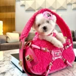 Sevimli Maltese Terrier Yeni Yuvalarına Gitmeye Hazırlar