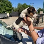 Yavru Jack Russel ağlık ve ırk garantilidir