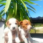 Kısa Bacaklı Jack Russell Yavruları