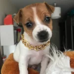 Oyuncu Jack Russell Terrier