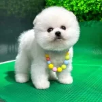 Kar Beyazı Teddy Face Boo