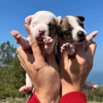 Aşılı Jack Russell Terrier cinsi köpeğimiz