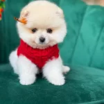 A Kalite Pomeranian Boo Erkek Köpeğimiz