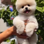 Kalın Patili Micro Ayı Surat Yavrumuz