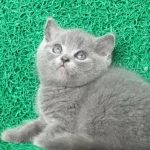 Gri Tüy Yumağı British Shorthair
