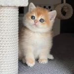 Türünün En Kalitelisi Golden Ny12 British Shorthair