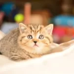 En Kaliteli Black Golden Ny24 British Shorthair