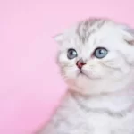 Asil Soydan Ns24 Scottish Fold Shorthair