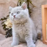 Sütlü Kahvemiz Lilac British Shorthair