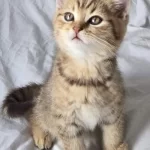 British Shorthair Dişi Ve Erkek Yavrular