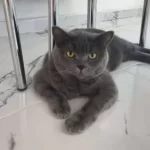 Muhteşem Tonda Ns24 British Shorthair