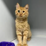 Behlül Ameliyat Oldu, Gözleri Az Görüyor,Yuva Ariyoruz