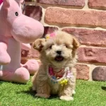 Veteriner Kontrollü Maltipoo Yavrular