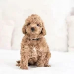 Maltipoo Cinsi Sevimli Yavrular 0 Numara 7751