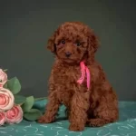 Irkının En Güzel Toy Poodle Bebekleri