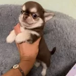 Tea Cup Şivava Yavrularımız