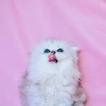 Ucretli Sahiplendirme Mini Scottish Fold