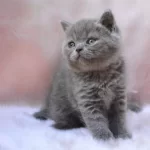 Topaç Kafa Gri British Shorthair