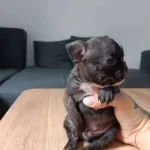 Sevimli Ve Minik French Bulldog Yavrularımız
