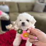 Minik Bebek Lili Yavrumuz