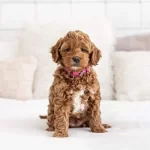 Maltipoo Cinsi Sevimli Köpeklerimiz