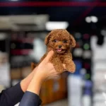 Redbrown Kore Toy Poodle Yavrusu