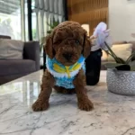 Kore Güzeli: Secereli Micro Boy Kore Toy Poodle Yavrusu