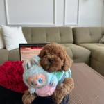 Irk Ve Sağlik Garanti̇li̇ Poddle Bebekler