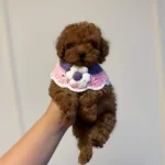 Irk ve sağlık garantili Süslü Toy Poodle