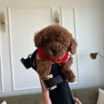 Yeni Yuvasına Gitmeye Hazır Toy Poodle Bebekler