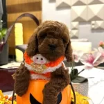 Masal Güzeli Secereli Micro Boy Toy Poodle Yavrusu