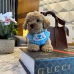 En Micro En Kore Toy Poodle
