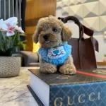 Kore Kanı Efsane Dark Red Brown Toy Poodle