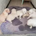 Golden Retriever Yavrular