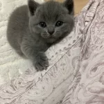 British Shorthair Yavrular