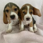 Minicik Beagle Yavruları