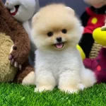 Ayıcık Surat Boo Teacup King