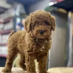 Teacup Toy Poodle Red Brown