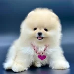 Teady Bear Ayı Surat Yavrularımız Pomeranian