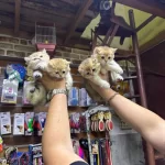 British Golden Kediler Hazır