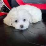 Meltese Terrier Cinsi Kopegimiz Çok Tatlı 2 Aylık