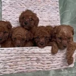 Antialerjik Irk Toy Poodle Yavrular