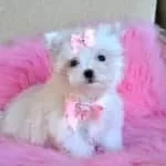 Maltese Terrier Sevimli Yavrular