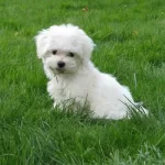 Maltese Terrier Sevimli Yavrular