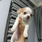 Chihuahua Bebeklerimiz