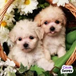 Petshop Güvencesi Ile Maltese Terrier Yavruları