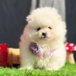 Irk Ve Sağlık Garantili Kusursuz Pomeranian Yavrular