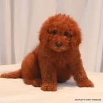 Toy Poodle Cinsi Red Braw Yavrular